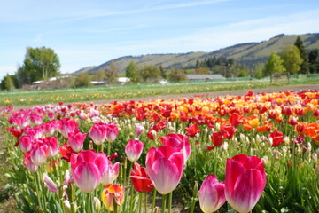 Fototapeta premium Vibrant Tulip Fields in Bloom at the Base of Mount Hood in Spring, Oregon - オレゴン州 フッド山の麓に広がる色鮮やかなチューリップ畑と春の絶景 