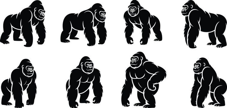 Black gorilla silhouettes set with powerful standing walking and alpha male poses, primate wildlife collection, cad drawing flat vector illustration, jungle animal