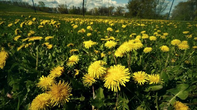 Field of Yellow Dandelions Blooming in Green Meadow. Vibrant Flowers in Grass