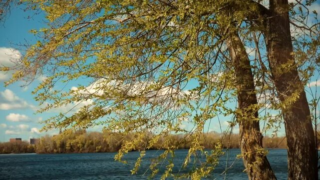 Willow Tree With Fresh Green Leaves Swaying In Wind. Natural Environment Near Lake