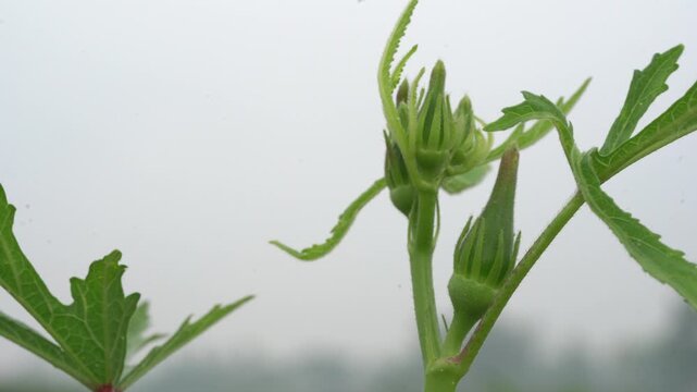 Green okra plant bud growing in the garden