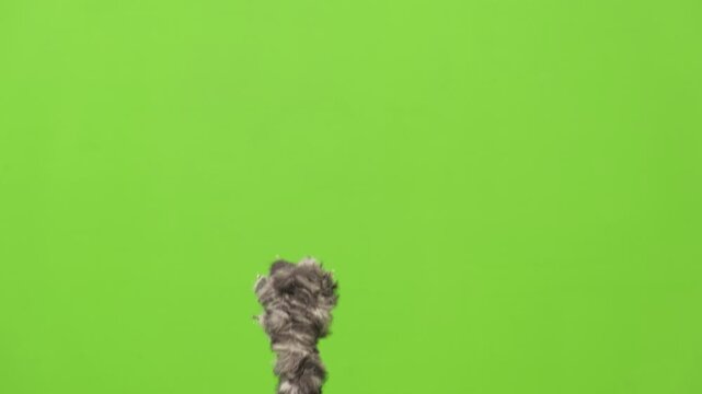 Cat paw isolated green background. Cat reaching up with paw. Pet raising up his paw on green screen isolated with chroma key. Feline tabby paws touching, clicking, tapping and swiping. Real Video. 4K