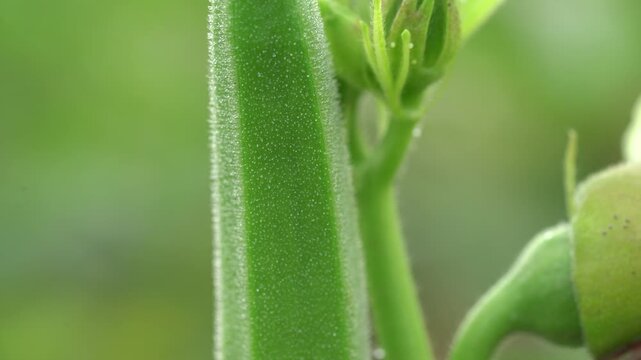 Fresh green okra vegetable growing in the garden