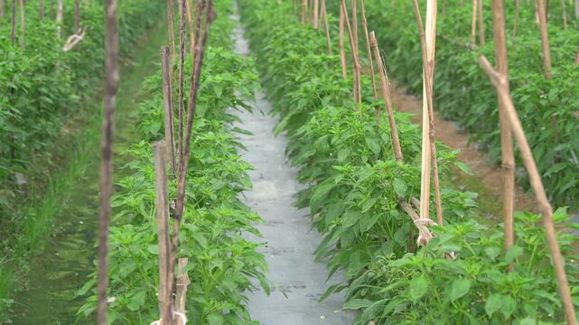 First person view walking through chili pepper plantation