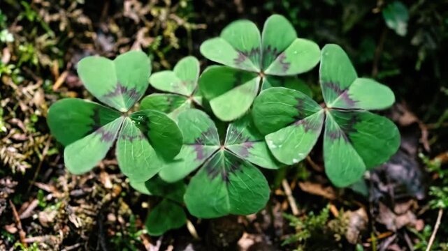 Close-up vibrant green clover leaves on a dark background, unique leaf shapes and rich botanical texture, clean macro composition, soft lighting, realistic detail, no logos