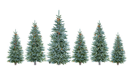 Obraz premium Group of six spruce trees with cones isolated on black background
