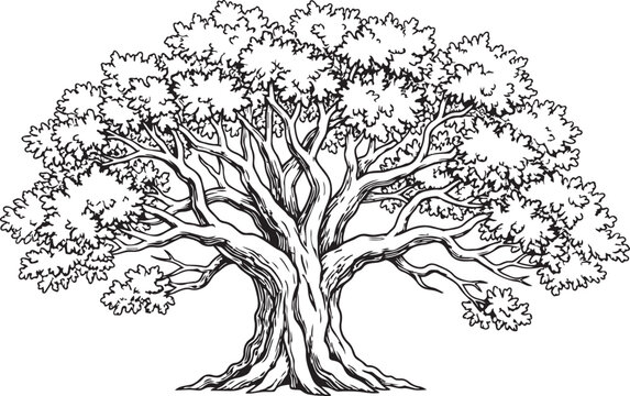 Vintage oak tree engraving illustration detailed botanical line art isolated on white background