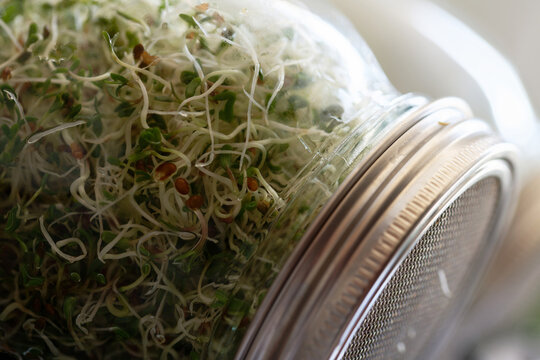 Alfalfa-Sprossen (Luzerne) in einem Keimglas