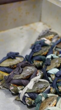 Market Stall With Fresh Abalones. Artisanally Arranged Abalones At Marketplace Stall. Seafood Vendor Showcases Carefully Arranged Abalones On Market Table With Live Tanks In Background