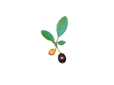 Xylosma longifolia or Longleaf Logwood stem with fruits isolated on a white background
