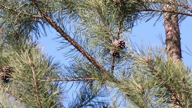 Small brown pine cone growing on green branch under blue sky