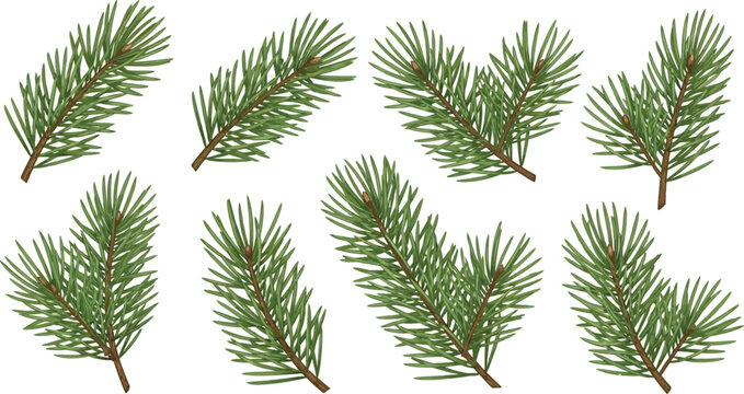 Eight pine branches with green needles and brown buds on white background evergreen