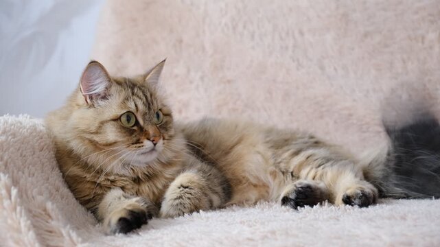 Cute young cat relaxing on the couch, living room, domestic life,  Tabby cat. Funny pets. Curiosity, delight, interest. Gazing thoughtfully, enjoying a peaceful moment.
