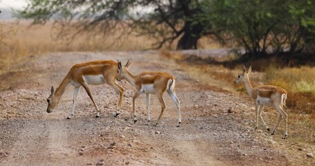 Two of a kind of antelope © Nitin