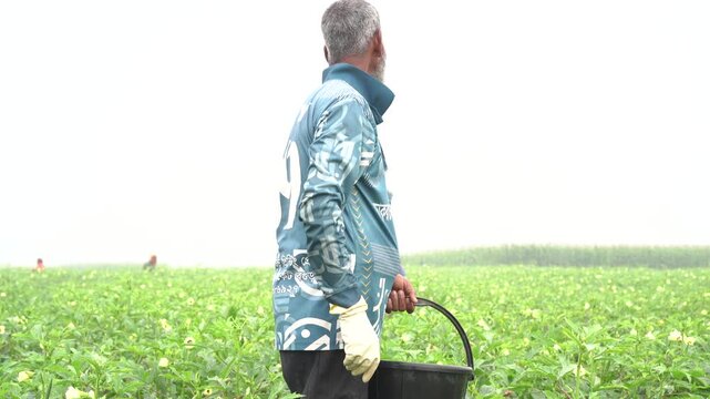 Agricultural worker harvesting fresh organic okra in plantation field