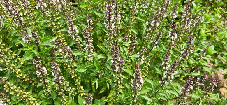 Sweet basil produces abundant flowers. Inflorescence is a pinnate cluster. Flowers are white, pale pink, purplish-red, 4 stamens. Bees and insects are attracted to nectar. Thai basil has green leaves
