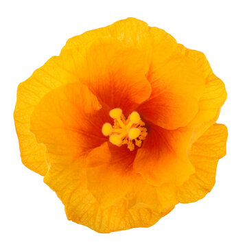 Hibiscus flower head