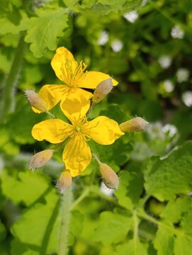 Close-up of a medicinal plant, celandine flower