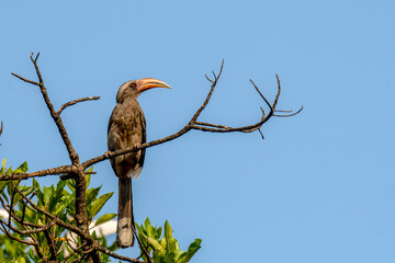 Malabar gray hornbill on top of the branch in Upper Tilari © Dipakkumar