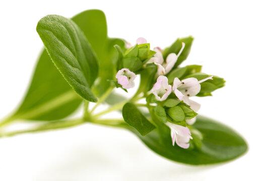 Fresh marjoram sprig with flowers isolated on white background