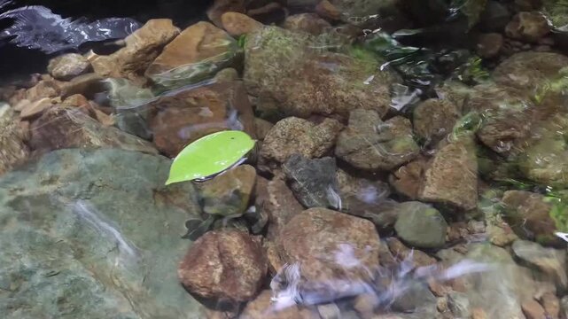 Single bright green leaf floating gently downstream over smooth river rocks in clear flowing water showing a peaceful nature scene captured in high quality cinematic motion for calming media projects