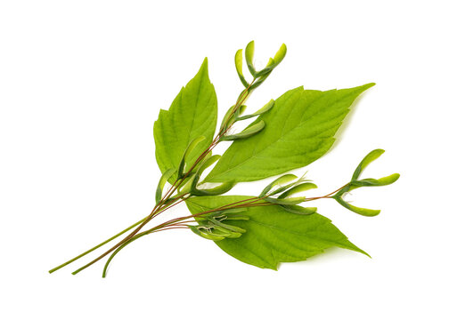 Acer negundo samaras and leaf isolated on white background
