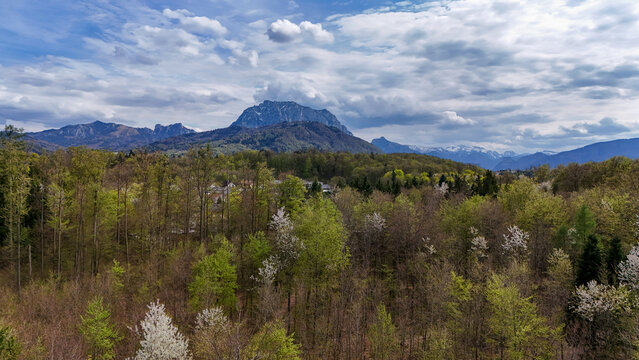 Traunstein Mountain Above Spring Forest in Gmunden Austria