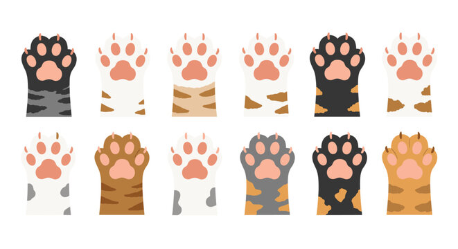 Collection of different colorful cat paws with various fur patterns and designs set against a white background for pet lovers and art.