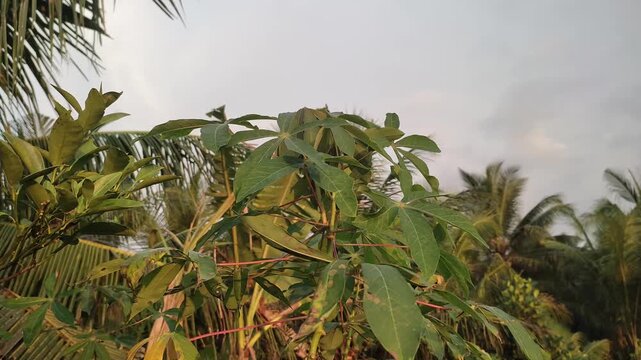 Green cassava leaves swaying gently in the tropical breeze during a calm golden hour sunset captured in high quality 4k video footage showing organic motion of exotic plants in nature