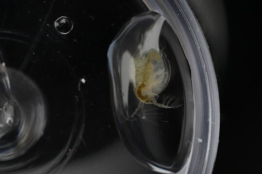 Macro Close-Up of a Tiny Aquatic daphnia magna in a White Petri Dish, Scientific Study of Freshwater Invertebrate Specimen, Biology Laboratory Research