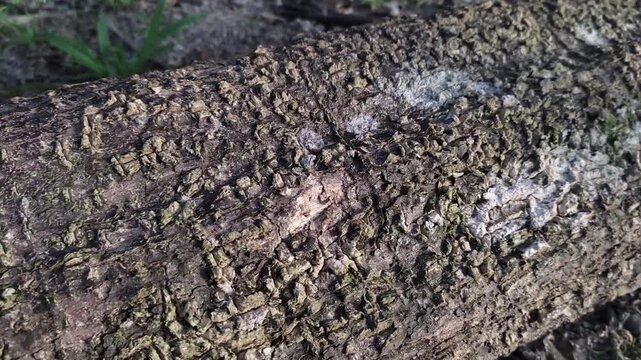 Rough textured tree bark surface captured in a close up cinematic video clip featuring natural light moving across the rugged organic patterns of a fallen wooden log in the forest