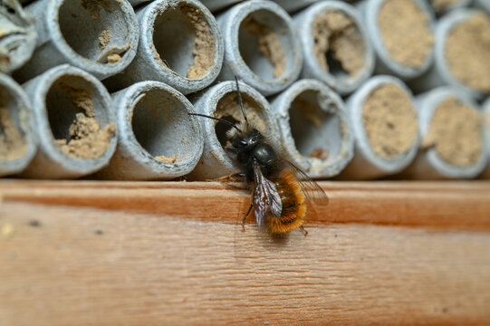  European Orchard Bee (Osmia cornuta) 