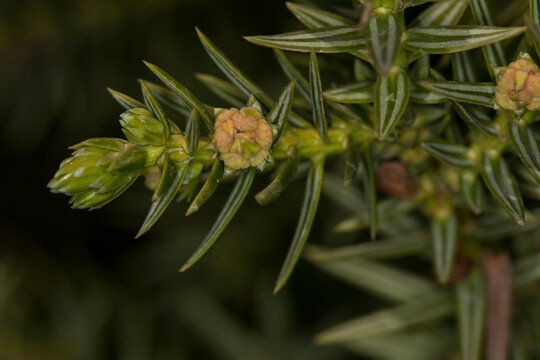 Juniperus drupacea cones