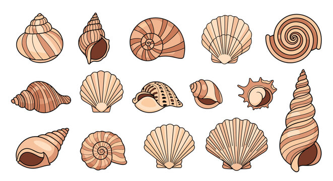Diverse collection of ocean seashells in various shapes like spiral, clam, and cone shells, colored with earthy brown and beige tones on white.