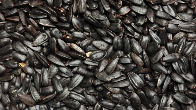 Black sunflower seeds pile slow panning shot close up