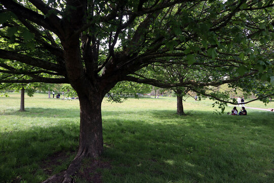 Hyde Park at Noon I