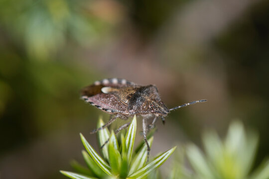 Shieldbug