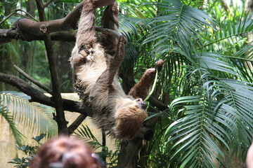 Obraz premium A sloth hangs from a tree in the wild