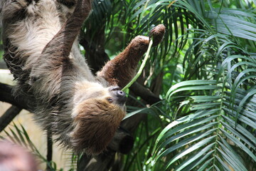 A sloth hangs from a tree in the wild © Andrey