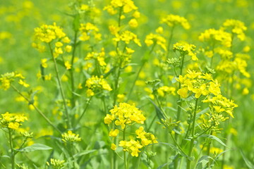 Fototapeta premium 楢山の一本桜と菜の花（新潟県三条市）