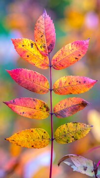 Autumn Leaf Branch.