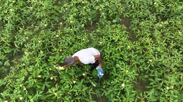 Farmer picking fresh okra in a green agricultural field