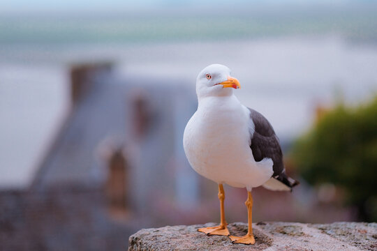 Mont Saint-Michel, France: Close up of a European herring gull perched on a stone wall with a blurred village background. Coastal wildlife portrait.