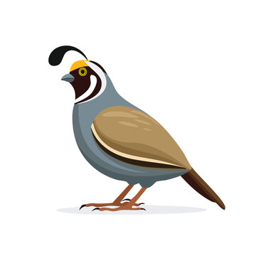 Cartoon california quail illustration isolated on white background