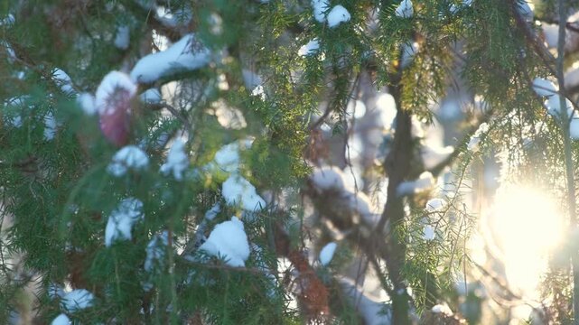 Real video. Frozen iced branches of tree against sun during sunny winter day. Macro close up view of branch covered by snow in a snowy forest. Plants in the wood at frosty weather. Nature landscape 4K