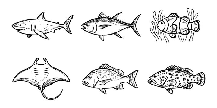 Hand Drawn Marine Fish Icon Set &ndash; Shark, Tuna, Clownfish, Stingray and Reef Fish Line Art Collection