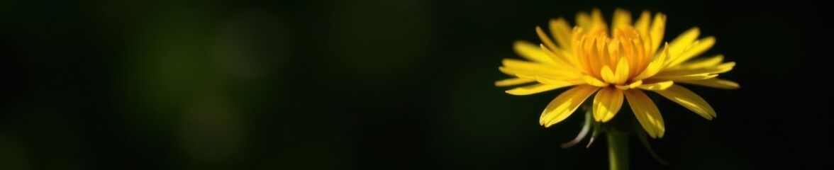 Obraz premium Single dandelion, sunny yellow petals, dark background, bright, plant, bright