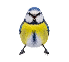 Blue tit bird front facing png isolated transparent © PNG Studio 99