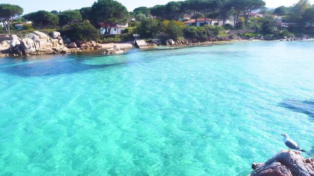 Aerial orbit around a seagull perched on coastal rocks at Lu Impostu beach in Sardinia, with turquoise sea and Mediterranean shoreline in the background.