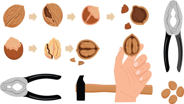 Vector Set Illustrating How to Crack Walnuts and Hazelnuts Using Nutcracker Tools and Hammer for Kitchen Manuals, Food Preparation, and Nut Processing Infographics